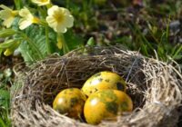 Paipalu olas: krāsošanai un rotāšanai, bet čaumalas – želejas konfektēm
