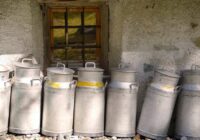 Skandāls Veselavā: Piensaimnieku apsūdz slaucēju paverdzināšanā