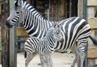 VIDEO: Rīgas zoo pēc deviņu gadu pārtraukuma atkal piedzimis zebrēns. Ejam raudzībās!