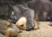 Tik mīlīgi! Kaķu mamma adoptē četrus vāverēnus