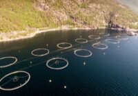 VIDEO: Aļģu ziedēšanas dēļ Norvēģijas zivjaudzētavās iet bojā laši