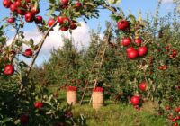 Latvija eksportē vairāk augļu un ogu, galvenokārt ābolus