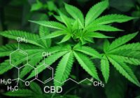“Getliņi EKO” apsver iespēju audzēt ārstniecisko marihuānu