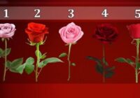 Izvēlies skaistāko rozi un uzzini, kā īstenot savu kvēlāko vēlēšanos!