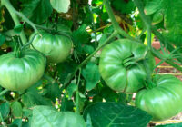 Īsts brīnums: koši zaļi tomāti, kas nekad nemaina krāsu