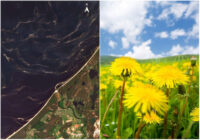Satelīta attēls: Dzeltenie ziedputekšņi Rīgas jūras līcī
