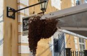 VIDEO: Karstums mudina bites spietot; spiets apsēdis pat restorānu Vecrīgā! VIDEO: Karstums mudina bites spietot; spiets apsēdis pat restorānu Vecrīgā!