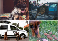 Lasot Latvijas policijas suņa Drako “atvadu vēstuli”, acīs sariešas asaras (VIDEO)