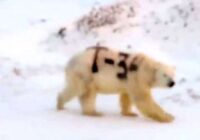 VIDEO: Krievi pamanās ar grafiti apzīmēt polārlāci