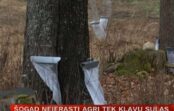 VIDEO: Dabas brīnumi siltajā janvārī – Smiltenes pusē jau tek kļavu sulas! VIDEO: Dabas brīnumi siltajā janvārī – Smiltenes pusē jau tek kļavu sulas!