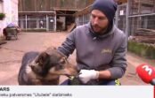 VIDEO: Uguņošanas dēļ aizmukušie suņi joprojām gaida saimniekus patversmēs VIDEO: Uguņošanas dēļ aizmukušie suņi joprojām gaida saimniekus patversmēs