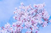 Ziedu horoskops 1. – 10. aprīlim. Magnolija Ziedu horoskops 1. – 10. aprīlim. Magnolija