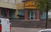 VIDEO: Rīgā ieklīdušais alnis veiksmīgi nogādāts atpakaļ mežā VIDEO: Rīgā ieklīdušais alnis veiksmīgi nogādāts atpakaļ mežā