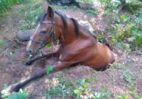 FOTO: Kā glābēji Babītē izvilka zirgu no, iespējams, trušu alas