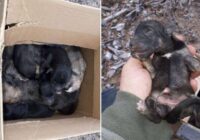 Milzīga cietsirdība: Ropažu novadā mežā atrod 10 jaundzimušus kucēnus