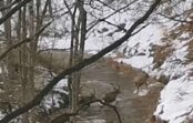 Iespaidīgs video: Tērvetes upi šķērso milzīgs staltbriežu bars Iespaidīgs video: Tērvetes upi šķērso milzīgs staltbriežu bars