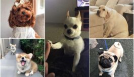 Piecas labākās suņu šķirnes saimniekiem – iesācējiem