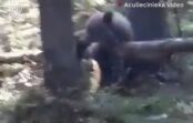 VIDEO: Lācis pārtrauc mežinieku darba dienu Vijciemā